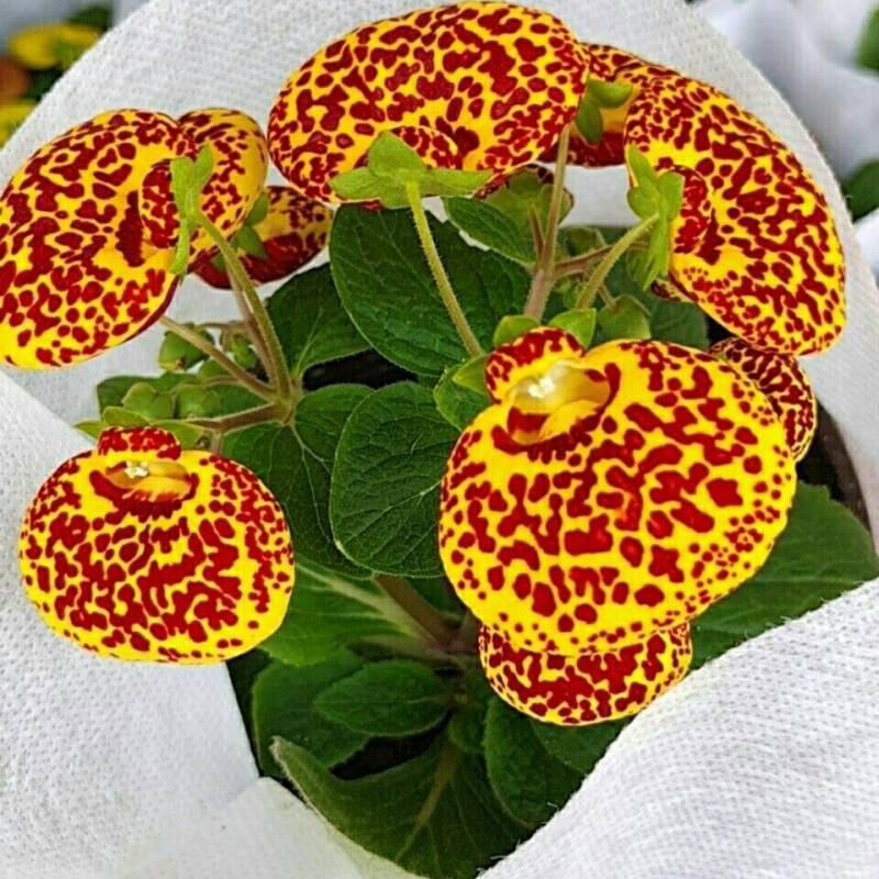 耐冻耐寒花卉室外荷包花盆栽花苗阳台庭院开花植物带花苞冬季