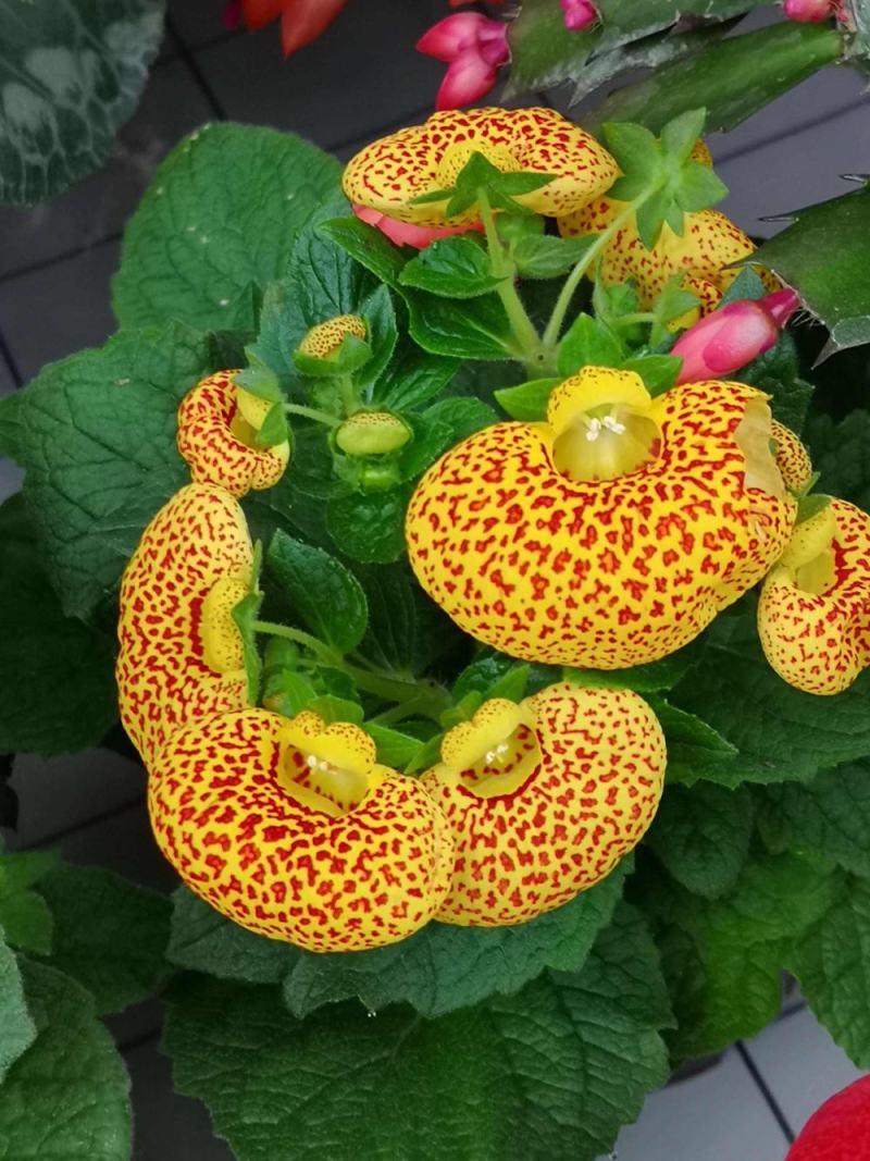 耐冻耐寒花卉室外荷包花盆栽花苗阳台庭院开花植物带花苞冬季