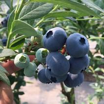 莱克西蓝莓鲜果级，保质保量，欢迎电商商超来电，产地直发