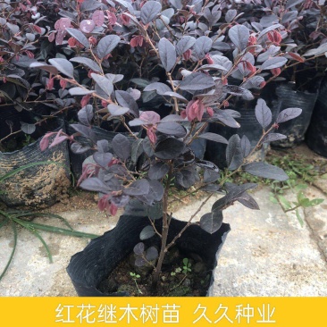 红花继木花苗庭院绿化植物四季常青花卉灌木观赏绿篱彩色