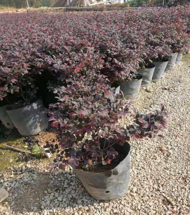红花继木花苗庭院绿化植物四季常青花卉灌木观赏绿篱彩色