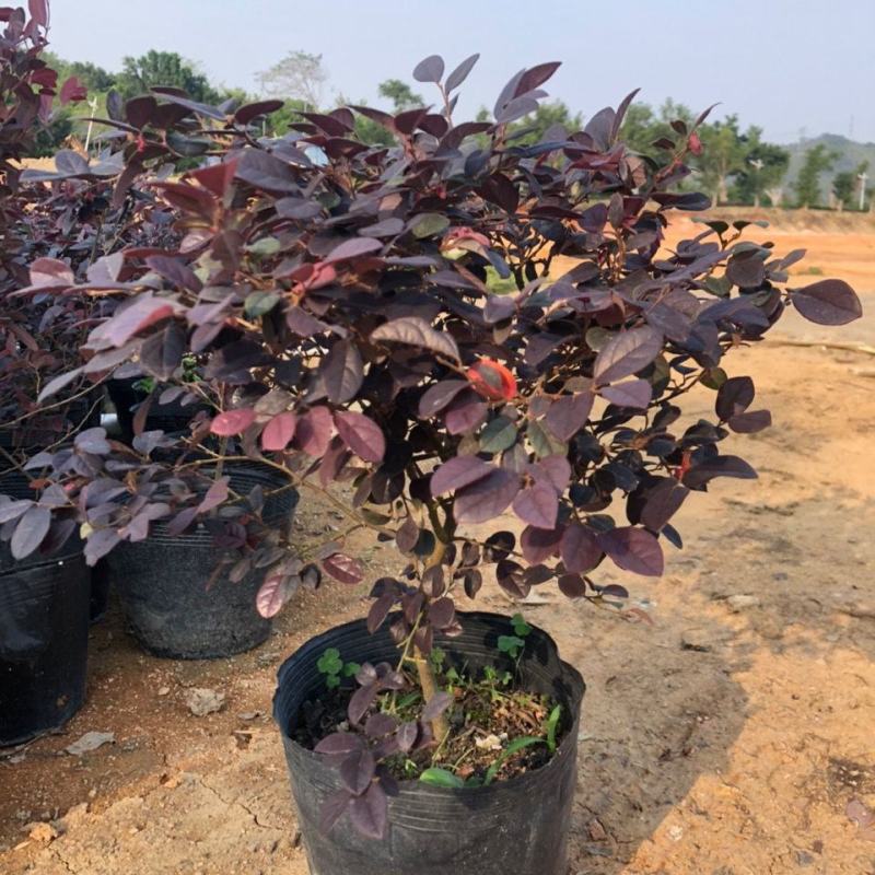 红花继木花苗庭院绿化植物四季常青花卉灌木观赏绿篱彩色