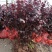 红花继木花苗庭院绿化植物四季常青花卉灌木观赏绿篱彩色