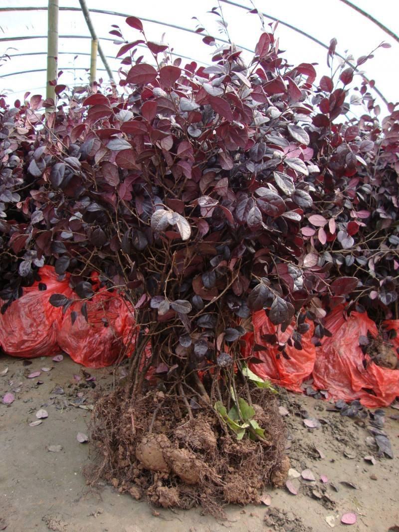 红花继木花苗庭院绿化植物四季常青花卉灌木观赏绿篱彩色