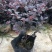 红花继木花苗庭院绿化植物四季常青花卉灌木观赏绿篱彩色