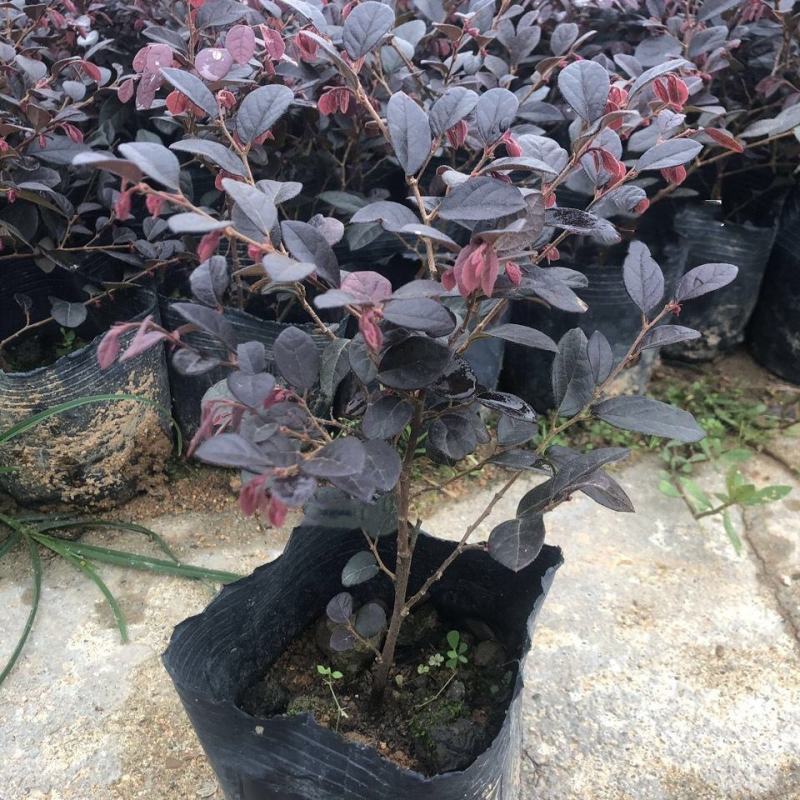红花继木花苗庭院绿化植物四季常青花卉灌木观赏绿篱彩色