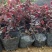 红花继木花苗庭院绿化植物四季常青花卉灌木观赏绿篱彩色
