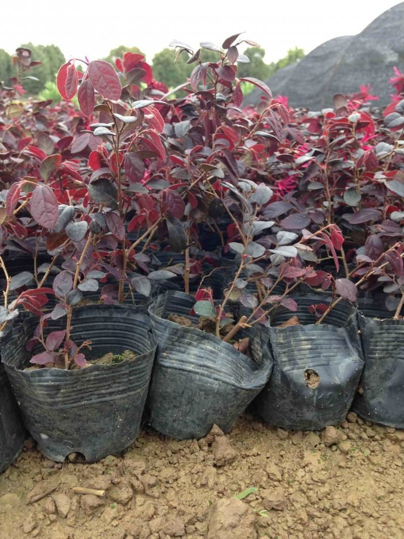 红花继木花苗庭院绿化植物四季常青花卉灌木观赏绿篱彩色
