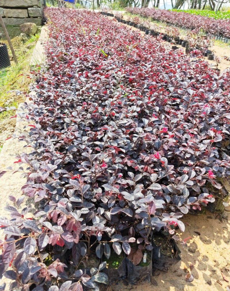 红花继木花苗庭院绿化植物四季常青花卉灌木观赏绿篱彩色