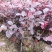 红花继木花苗庭院绿化植物四季常青花卉灌木观赏绿篱彩色