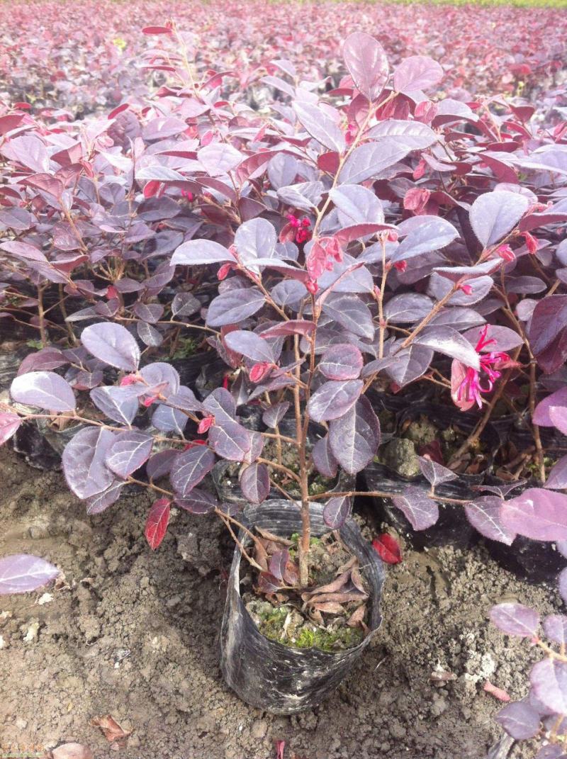 红花继木花苗庭院绿化植物四季常青花卉灌木观赏绿篱彩色