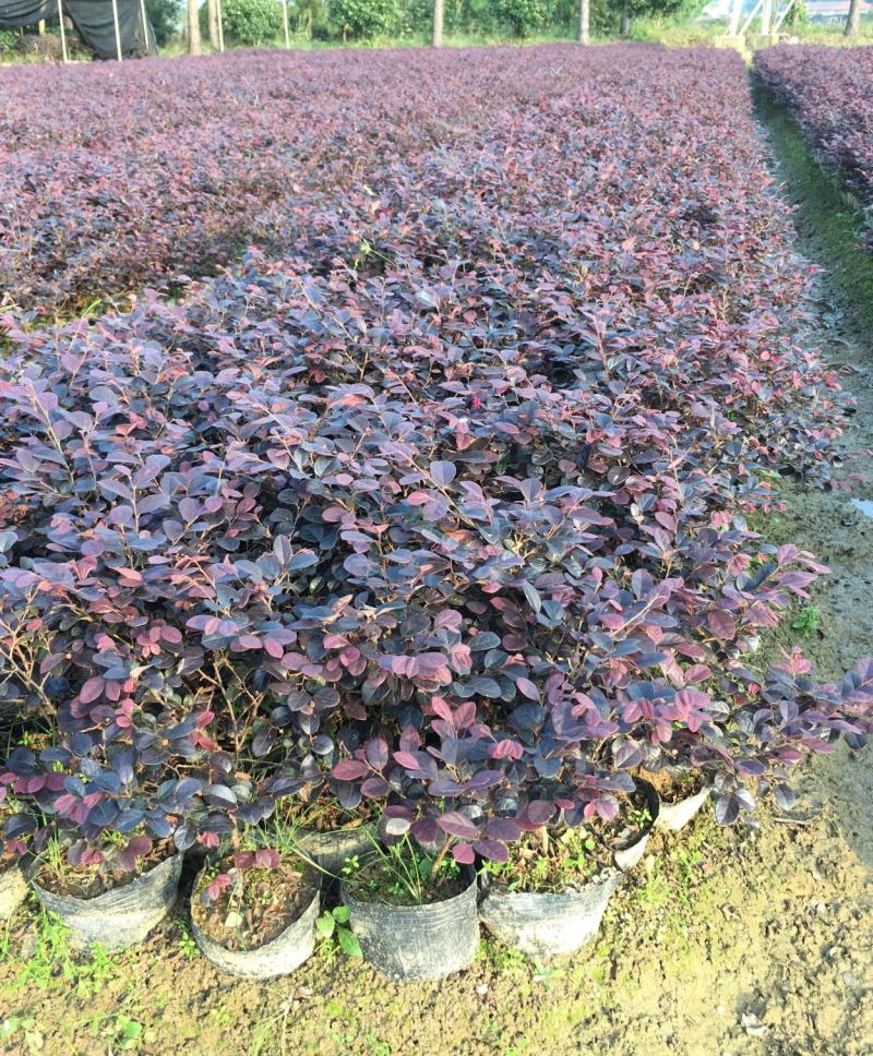 红花继木花苗庭院绿化植物四季常青花卉灌木观赏绿篱彩色