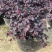 红花继木花苗庭院绿化植物四季常青花卉灌木观赏绿篱彩色