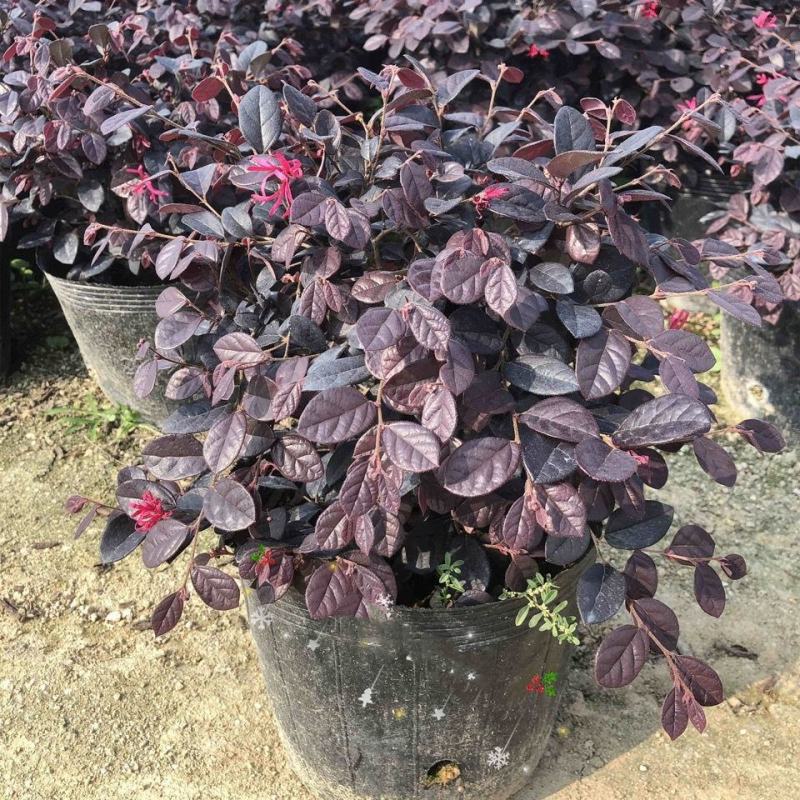 红花继木花苗庭院绿化植物四季常青花卉灌木观赏绿篱彩色