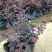 红花继木花苗庭院绿化植物四季常青花卉灌木观赏绿篱彩色
