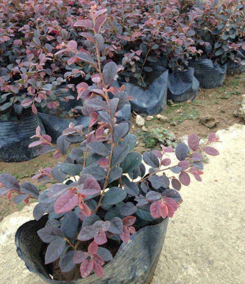 红花继木花苗庭院绿化植物四季常青花卉灌木观赏绿篱彩色