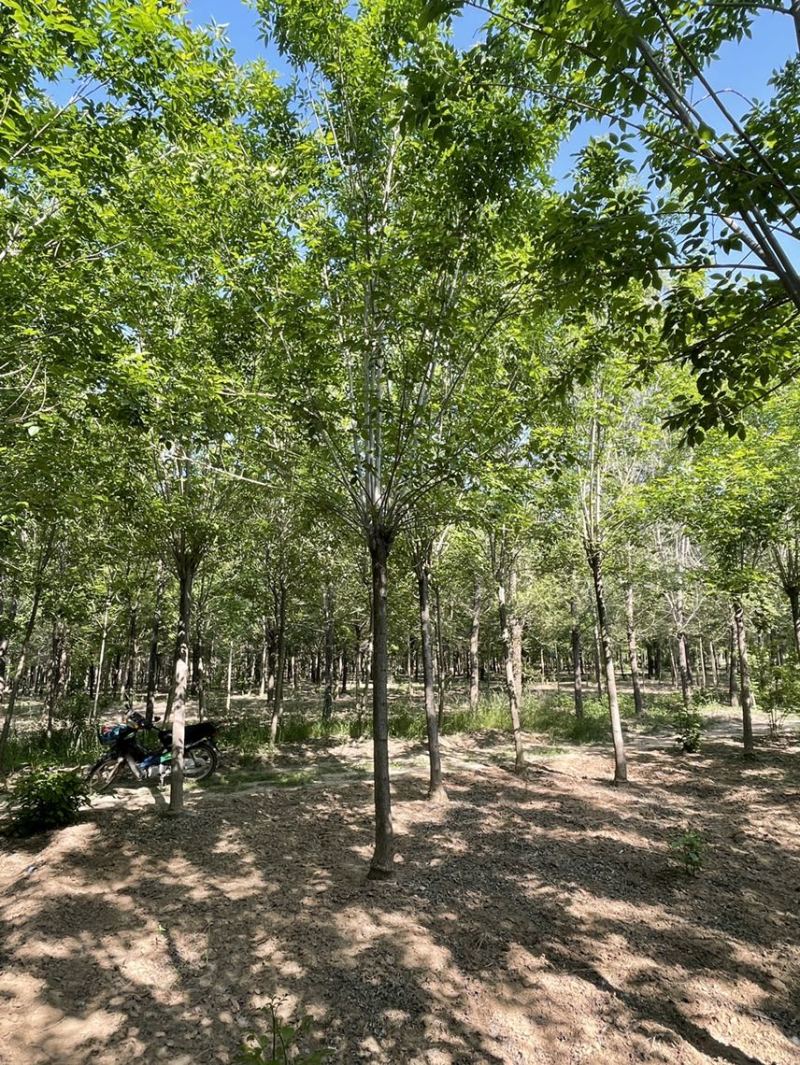 速生白蜡，白蜡树，12-25公分树形美观，一级二级量大，