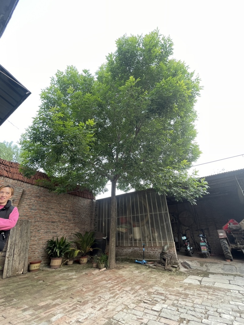 速生白蜡，白蜡树，12-25公分树形美观，一级二级量大，