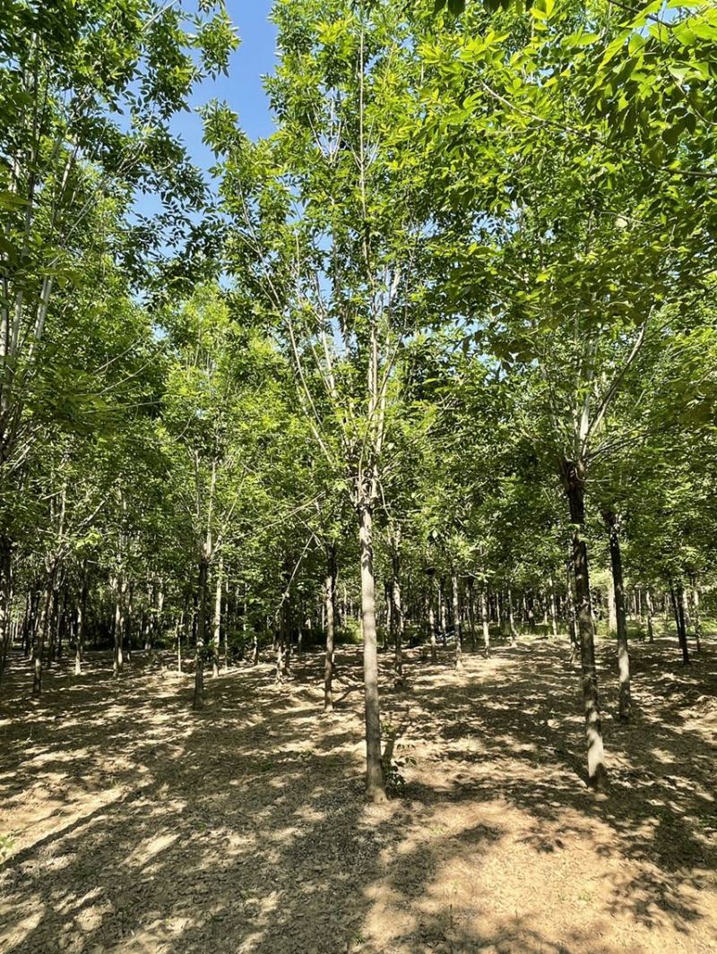 速生白蜡，白蜡树，12-25公分树形美观，一级二级量大，