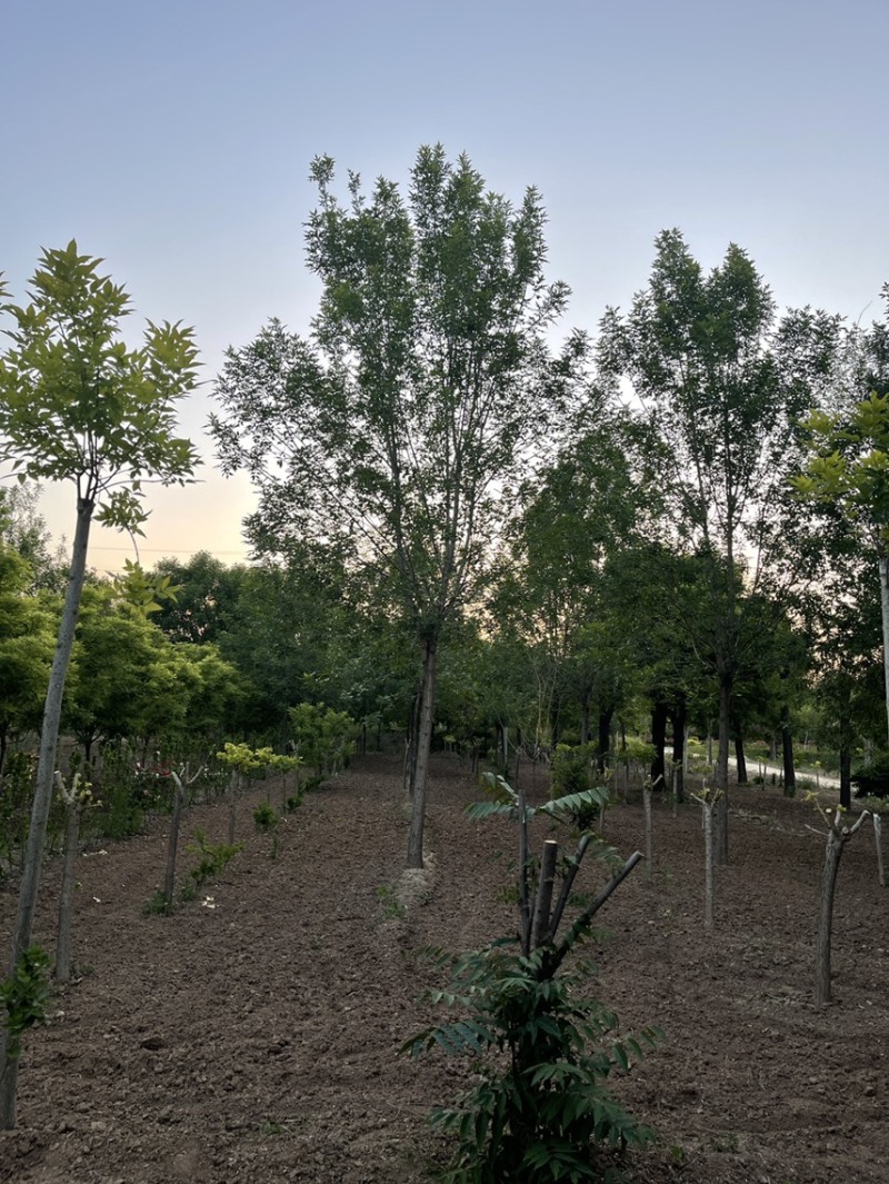 速生白蜡，白蜡树，12-25公分树形美观，一级二级量大，