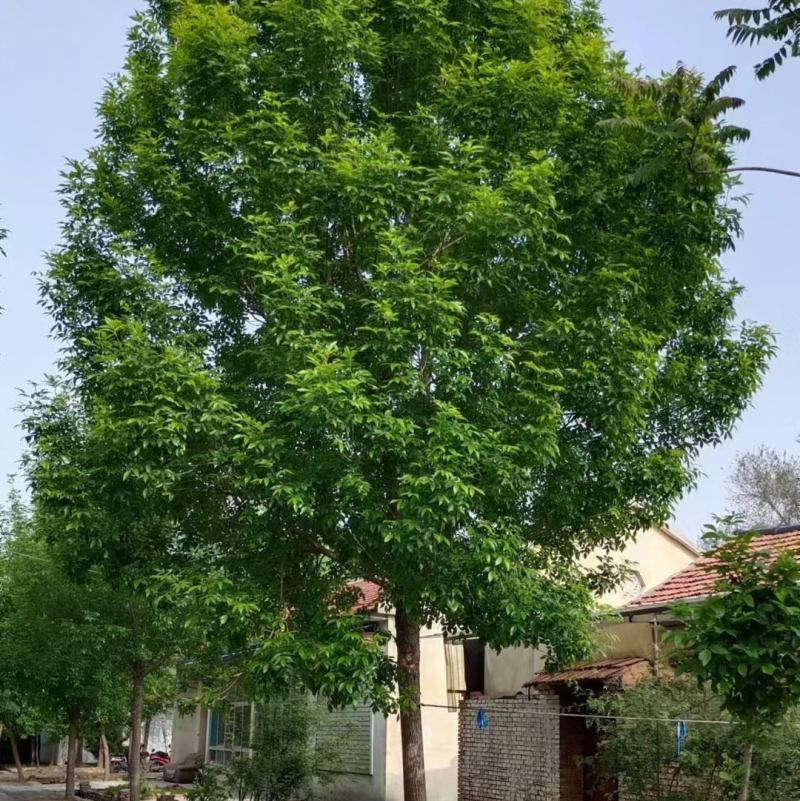 速生白蜡，白蜡树，12-25公分树形美观，一级二级量大，