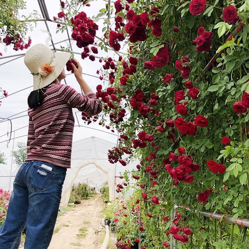 四季红木香爬藤植物浓香花苗甜蜜黄木香庭院多季开花垂吊盆栽