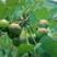 林木种子新采优质油桐种子油桐树种子桐油树种子桐子树光桐木
