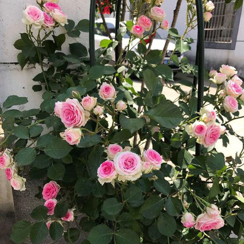 四季开藤本月季花苗小伊甸园阳台庭院爬藤超感花卉玫瑰植物