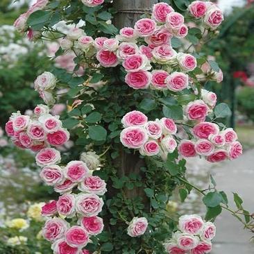 四季开藤本月季花苗小伊甸园阳台庭院爬藤超感花卉玫瑰植物