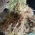 水苔藓