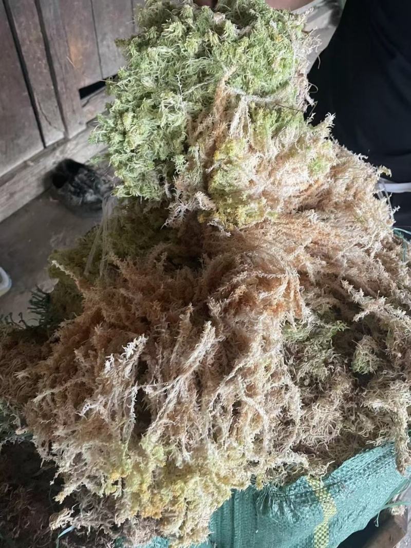 水苔藓