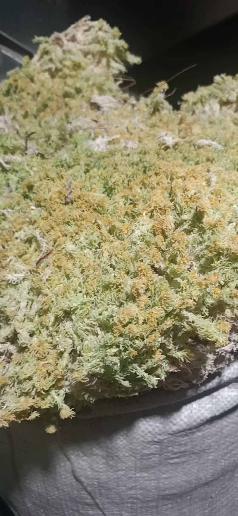 水苔藓