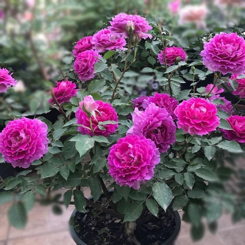 天方夜谭月季花浓香欧月灌木四季开花阳台欧月庭院地栽蔷薇