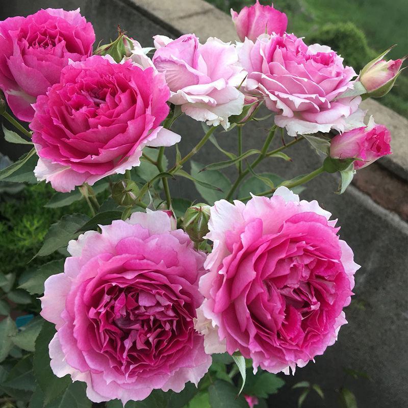 天方夜谭月季花浓香欧月灌木四季开花阳台欧月庭院地栽蔷薇