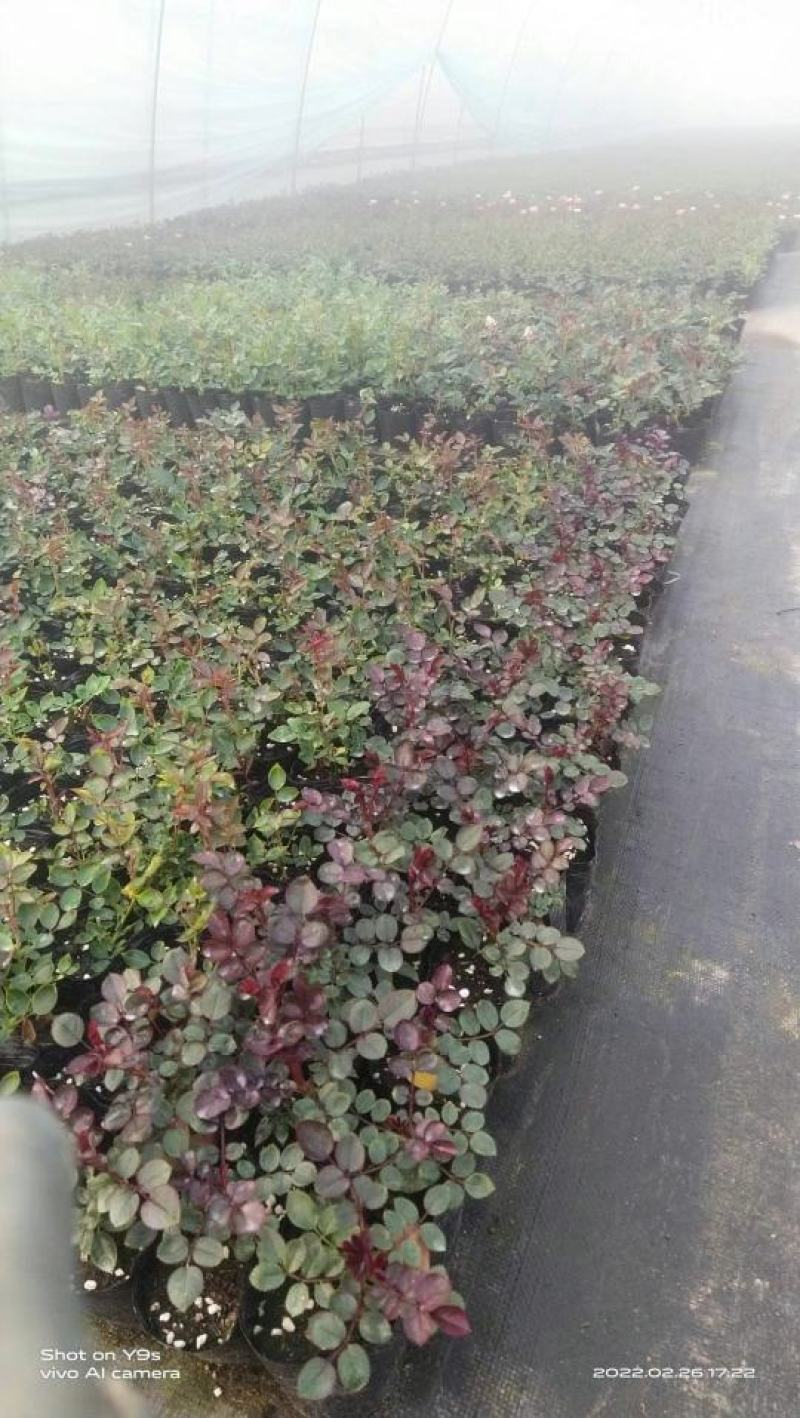天方夜谭月季花浓香欧月灌木四季开花阳台欧月庭院地栽蔷薇