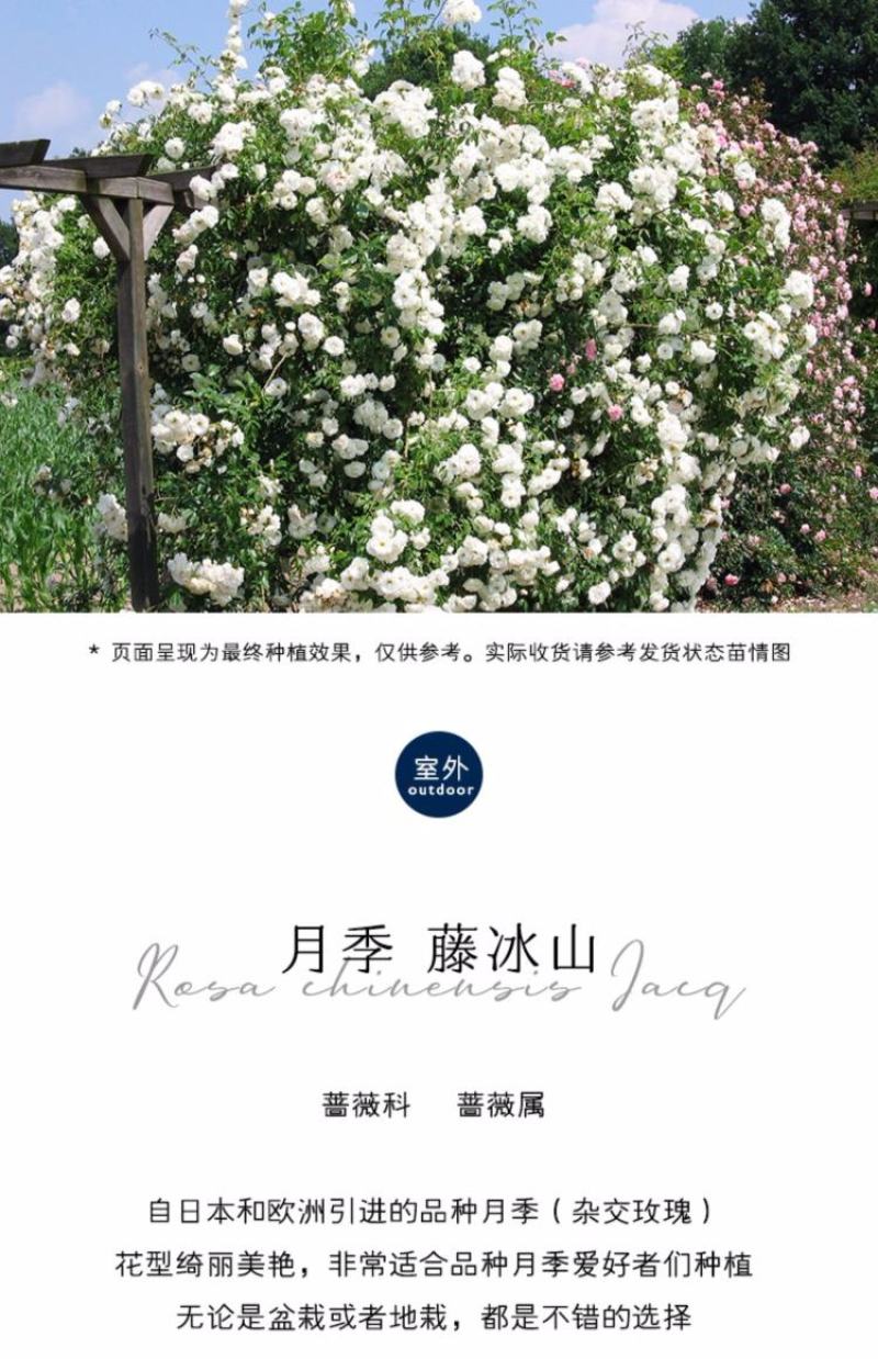 大型藤本月季花苗藤冰山阳台庭院四季爬藤白色蔷薇植物玫瑰