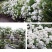 大型藤本月季花苗藤冰山阳台庭院四季爬藤白色蔷薇植物玫瑰