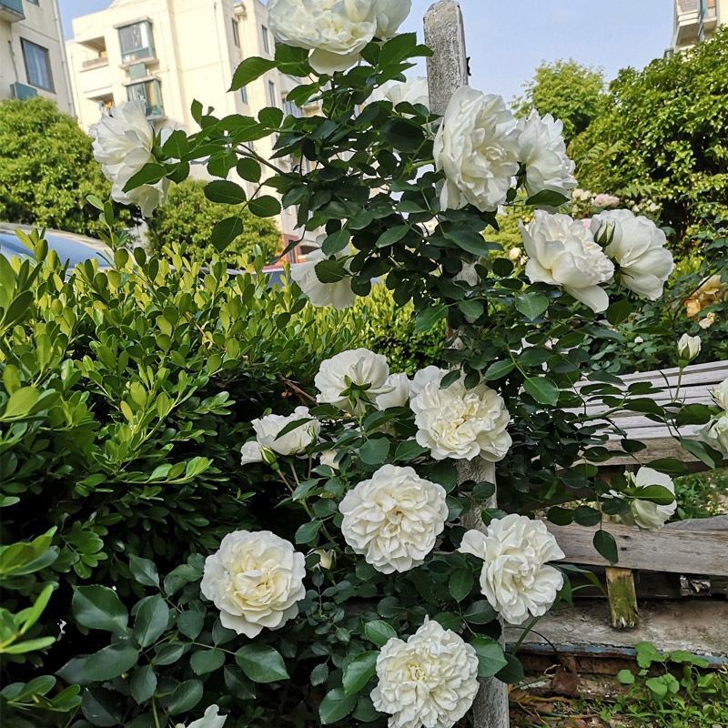 大型藤本月季花苗藤冰山阳台庭院四季爬藤白色蔷薇植物玫瑰
