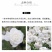大型藤本月季花苗藤冰山阳台庭院四季爬藤白色蔷薇植物玫瑰