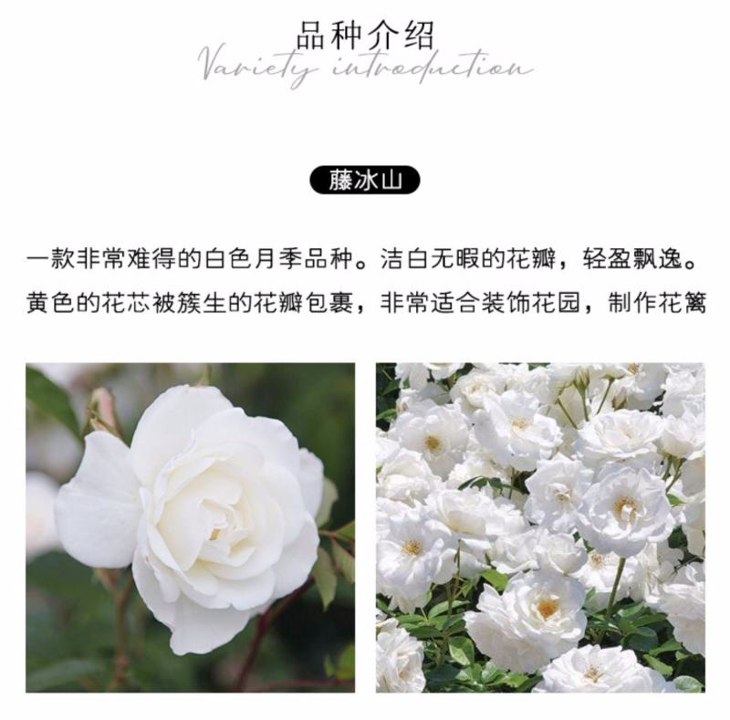 大型藤本月季花苗藤冰山阳台庭院四季爬藤白色蔷薇植物玫瑰