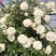 大型藤本月季花苗藤冰山阳台庭院四季爬藤白色蔷薇植物玫瑰