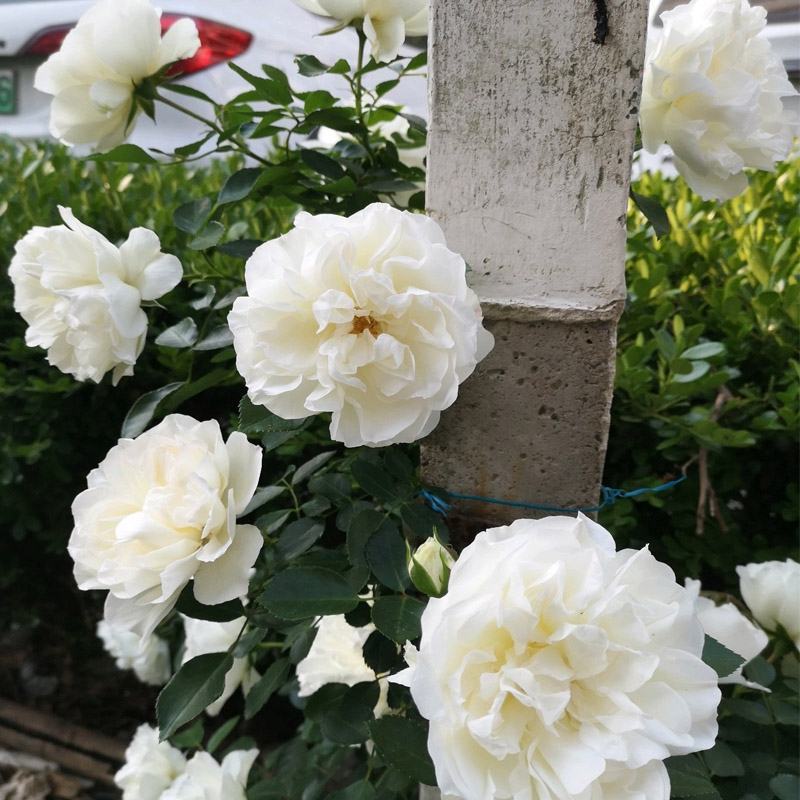 大型藤本月季花苗藤冰山阳台庭院四季爬藤白色蔷薇植物玫瑰