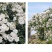 大型藤本月季花苗藤冰山阳台庭院四季爬藤白色蔷薇植物玫瑰