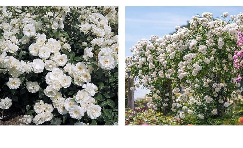 大型藤本月季花苗藤冰山阳台庭院四季爬藤白色蔷薇植物玫瑰