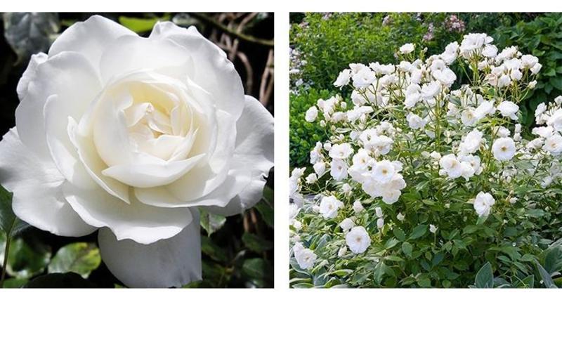 大型藤本月季花苗藤冰山阳台庭院四季爬藤白色蔷薇植物玫瑰