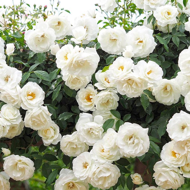 大型藤本月季花苗藤冰山阳台庭院四季爬藤白色蔷薇植物玫瑰