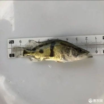 广州荣氏鱼苗场———【饲料鳜鱼苗，别名：桂花鱼】