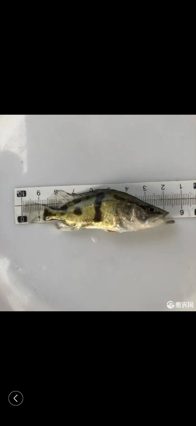 广州荣氏鱼苗场———【饲料鳜鱼苗，别名：桂花鱼】