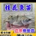 广州荣氏鱼苗场———【饲料鳜鱼苗，别名：桂花鱼】