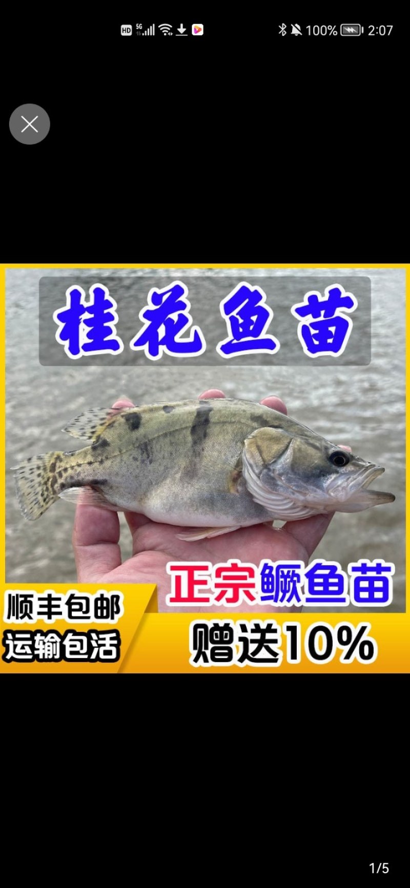 广州荣氏鱼苗场———【饲料鳜鱼苗，别名：桂花鱼】